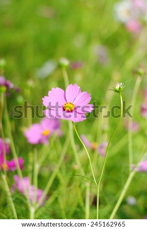 cosmos flowers wall color background nature texture green wallpaper