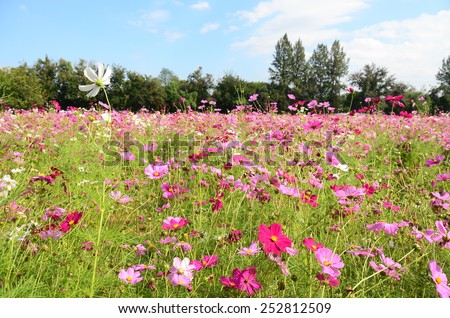 cosmos flowers pink wall background nature color bloom petal green garden nature texture wallpaper