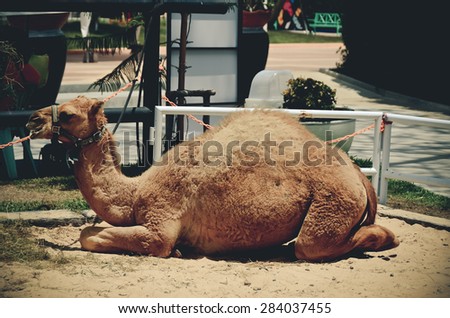 camel animal desert camels isolated background travel brown smiling domestic transport