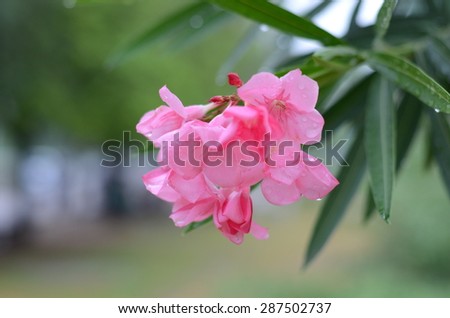 azalea flowers color pink green background wall garden nature beauty plant park blossom