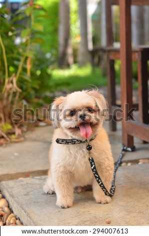 shih tzu dog animal grass green nature young one outdoors shihtzu front cut pet home smile background fur