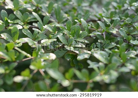 green nature wall background plant grass crop line texture leaf cover landscape