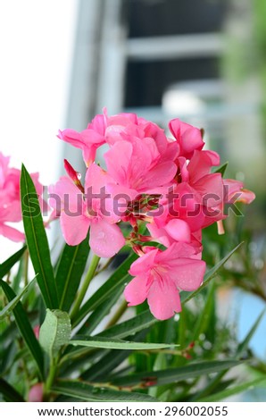 pink flowers background beautiful nature love blossom isolated beauty closeup petal bloom field blooming