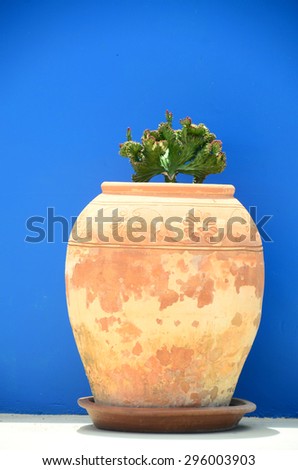 pot plant green wall background garden potted cactus nature green growth