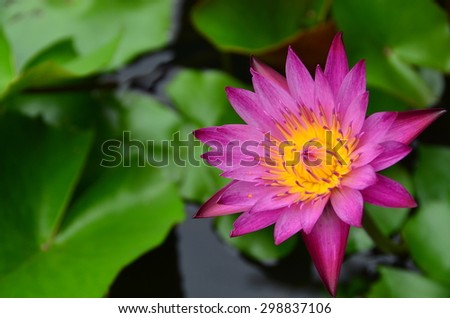 lotus flowers background wall green water nature texture pink blossom blooming