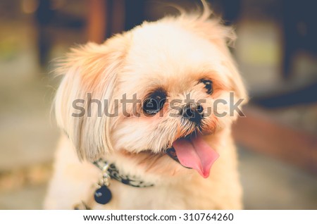 dog vintage pet tone old retro animal cute home smile photo toned small relax wall background