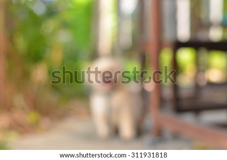 dog soft animal focus blurred blur home pet young motion
