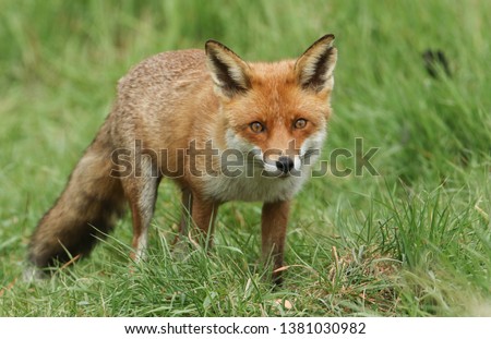 Similar – Image, Stock Photo Portrait of a magnificent Wapiti Deer