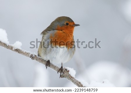 Similar – Image, Stock Photo Robin on the branch