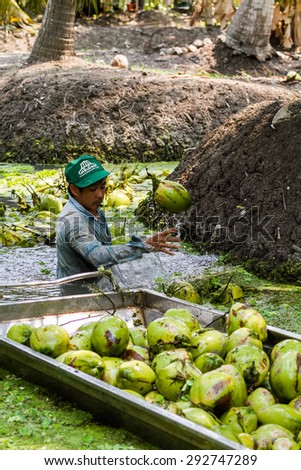 Ratchaburi,Thailand - February 26, 2012: A man picks up the coconut up from the watercourse in the garden and these coconuts are being sold to dealer.
