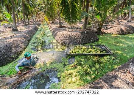 Ratchaburi,Thailand - February 26, 2012: A man picks up the coconut up from the watercourse in the garden and these coconuts are being sold to dealer.