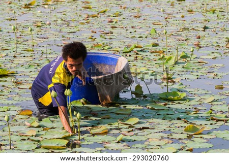 Ratchaburi,Thailand - February 26, 2012:  A man picks up the Lotus from the water in the lotus farm in Thailand.