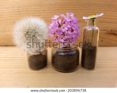 Flower in little bottles decoration Macro