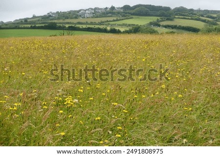 Similar – Image, Stock Photo beautiful dandelion flower in spring season