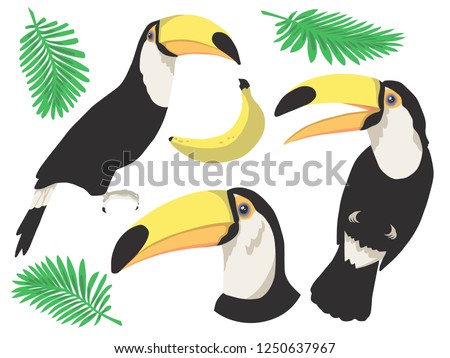 Cute colorful cartoon tropical Toco Toucan bird with pam leaves graphic vector illustration art set