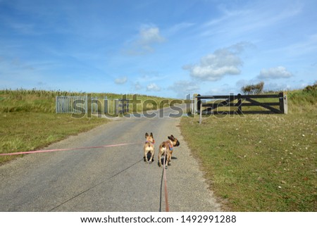 Back view of two French Bulldog dogs on long leashes walking through national park 'De Muy' in the Netherlands on island Texel Foto stock © 