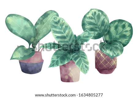 Calathea Roseapicta Prayer Plant Exotic Leaf-Pattern Indoor Evergreen Perennial