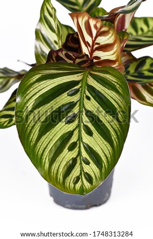 Similar – Image, Stock Photo Calathea makoyana leaf closeup