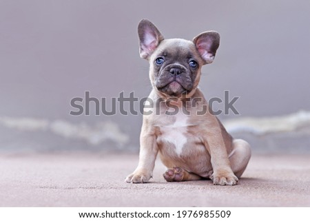 Similar – Image, Stock Photo Fawn French Bulldog Puppy Looking at Camera