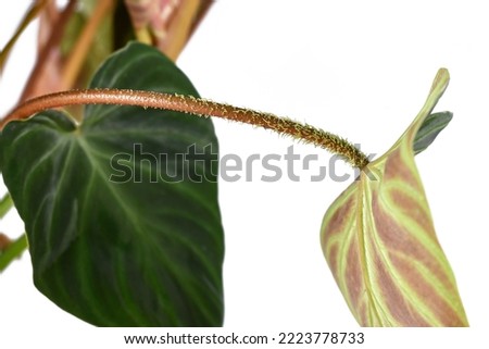 Stem with hairy petiole of tropical 'Philodendron Verrucosum' houseplant on white background Stock foto © 