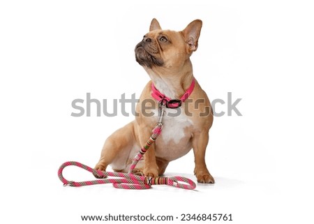 Similar – Image, Stock Photo cute brown french bulldog sitting on the bed at home and looking at the camera. Funny dog listening to music on white headset. Pets indoors and lifestyle. Technology and music