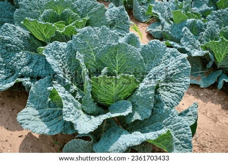 Similar – Image, Stock Photo Savoy cabbage freshly harvested on a green table.