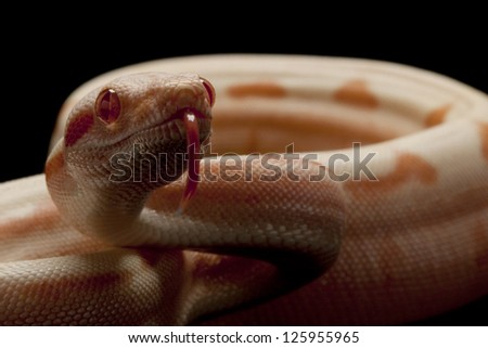 Sunglow jungle Columbian red-tailed boa (Boa constrictor constrictor) isolated on black background.