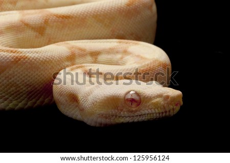 Albino square tail Columbian red-tailed boa (Boa constrictor constrictor) isolated on black background.