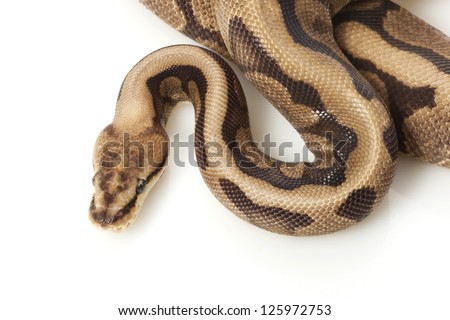 chocolate spider ball python (Python regius) isolated on white background.