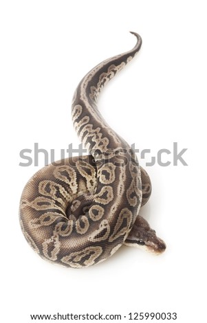 Black pewter ball python (Python regius) isolated on white background.