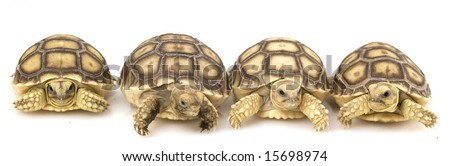 Group Of Baby African Spurred Tortoises (Geochelone Sulcata) Stock ...