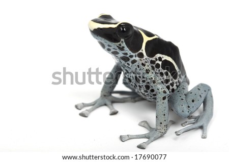Powder Blue Dyeing Poison Dart Frog (Dendrobates Tinctorius) On White ...