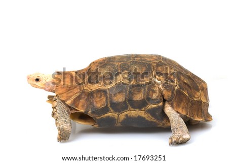 yellow tortoise on white background.