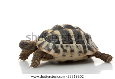 Herman?s Tortoise (Testudo hermanni) isolated on white background.