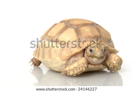 Ivory African Spurred Tortoise (Geochelone sulcata) isolated on white background.