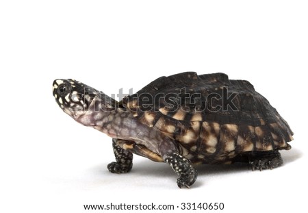 Hamiltoni Turtle : Terjual TURTLES G. Gibbonsi, C.Angustatus, S.Minor ...
