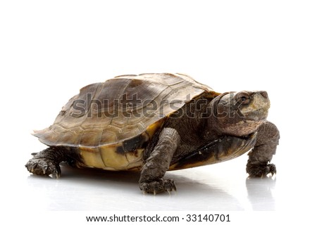 Jagged Shell Box Turtle (Pyxidea Mouhotii Mouhotii) Isolated On White ...