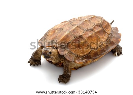 Sulawesi Forest Turtle (Leucocephalon Yuwonoi) Isolated On White ...