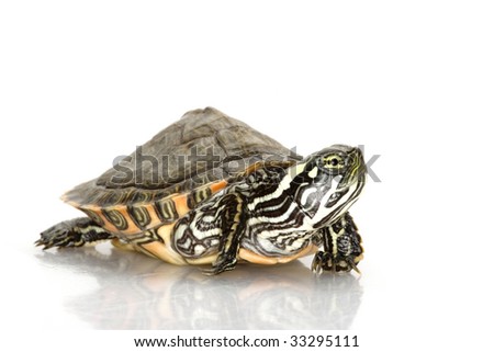 Rio Grande Cooter (Pseudemys Gorzugi) Isolated On White Background ...