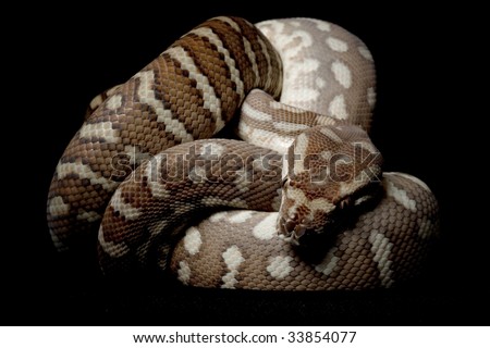 Centralian carpet python (Morelia bredli) isolated on black background.