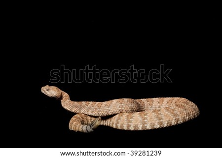 Speckled Rattlesnake (Crotalus mitchellii) isolated on black background.