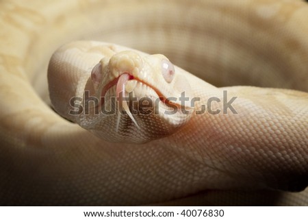 moonglow Columbian red-tailed boa (Boa constrictor constrictor)