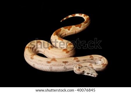 Super salmon Columbian red-tailed boa (Boa constrictor constrictor) isolated on black background.