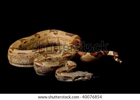 hypomelanistic Columbian red-tailed boa (Boa constrictor constrictor) isolated on black background.