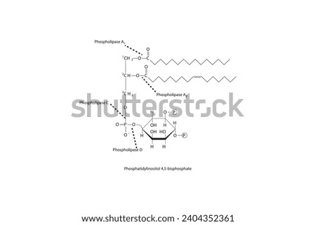 Diagram showing cleavage sites of phospholipases - PLA1, PLA2, PLC, PLD - molecular structure of Phosphatidylinositol 4,5-bisphosphate Scientific vector illustration.