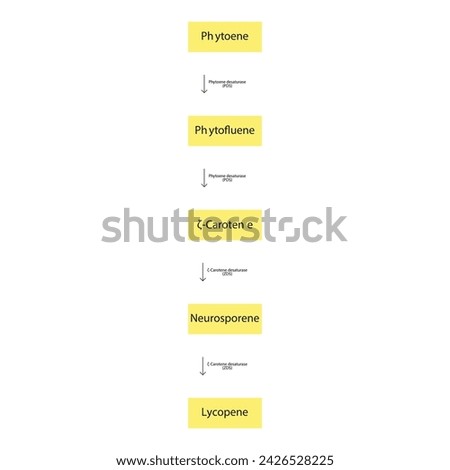 Diagram of enymatic biotransformation of phytoene to lycopene via PDS, ZDS, phytofluene, zeta carotene and neurosporene
