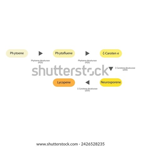 Diagram of enymatic biotransformation of phytoene to lycopene via PDS, ZDS, phytofluene, zeta carotene and neurosporene
