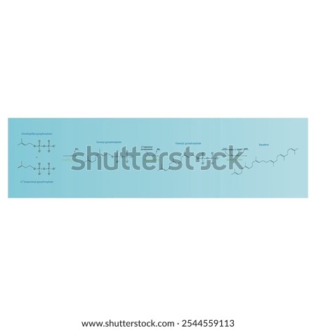 Diagram showing formation of Squalene via enzymatic reactions. Simple biochemical reaction illustration.