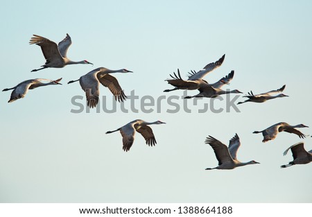 Similar – Image, Stock Photo cranes Flying Formation