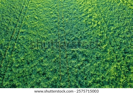 Similar – Image, Stock Photo Potato plantation and tractor farmer cultivating rows. Agroindustry and agribusiness. Cultivation of a young potato field. Loosening of the soil between the rows of bushes. Blurry